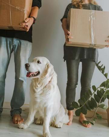 furniture removals